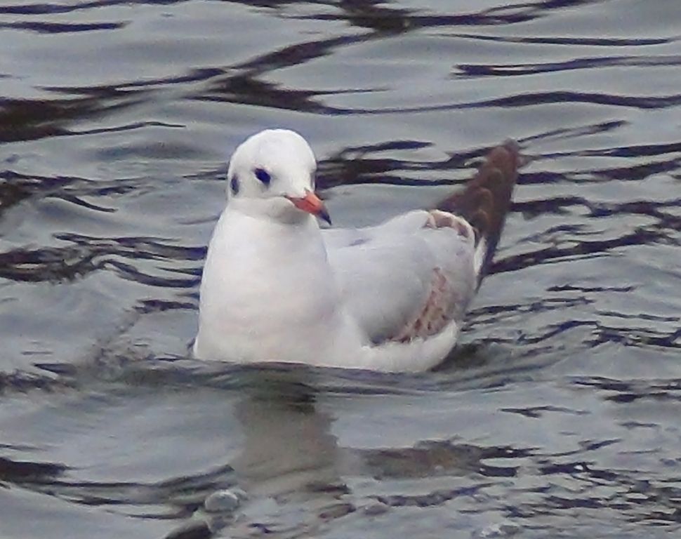 Chroicocephalus ridibundus (Linnaeus, 1766)