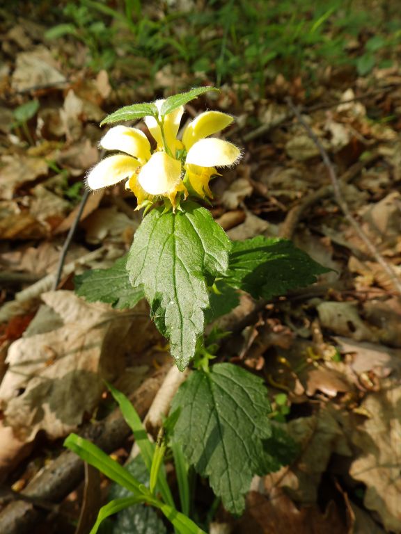 Lamium galeobdolon (L.) L.