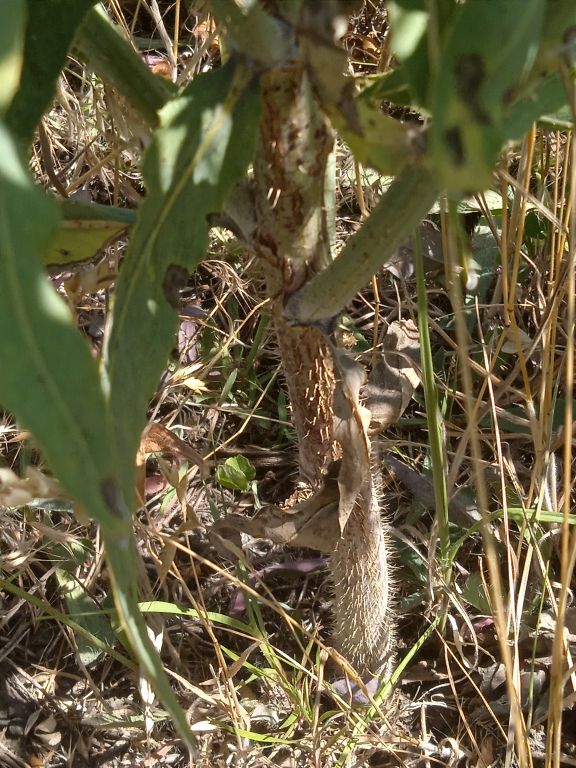 Chondrilla juncea L.