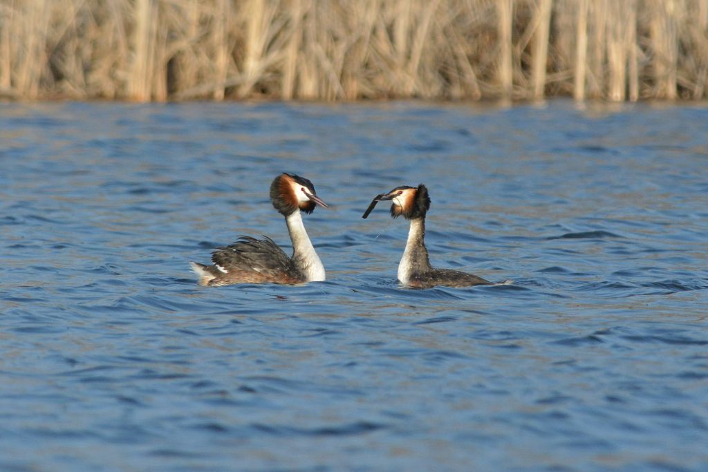 Podiceps cristatus (Linnaeus, 1758)
