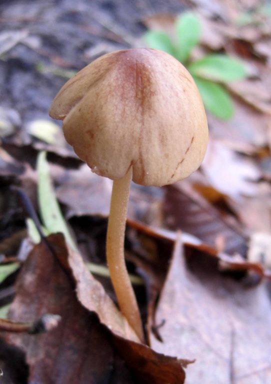 Conocybe