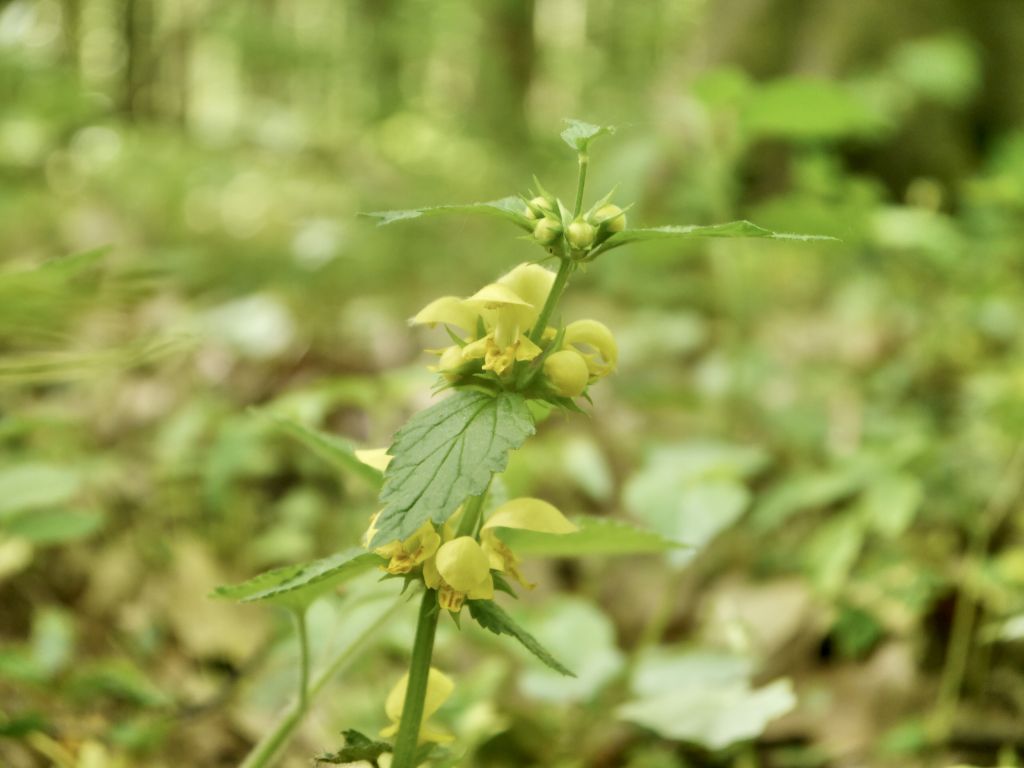 Lamium galeobdolon (L.) L.
