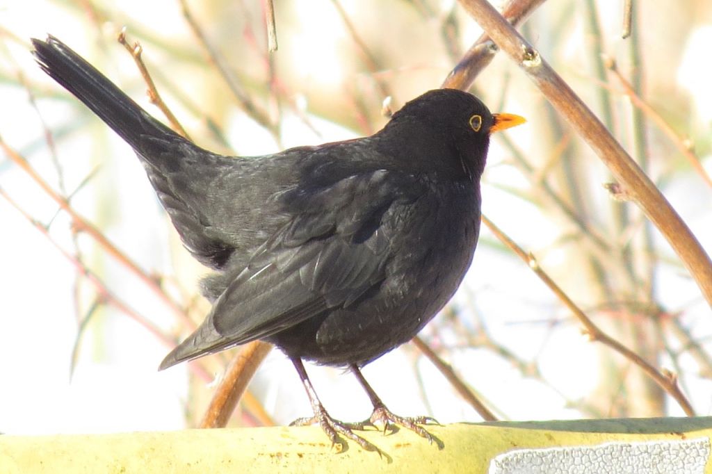 Turdus merula Linnaeus, 1758