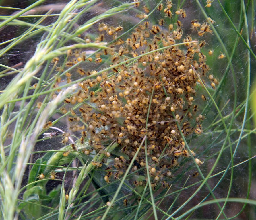 Araneidae