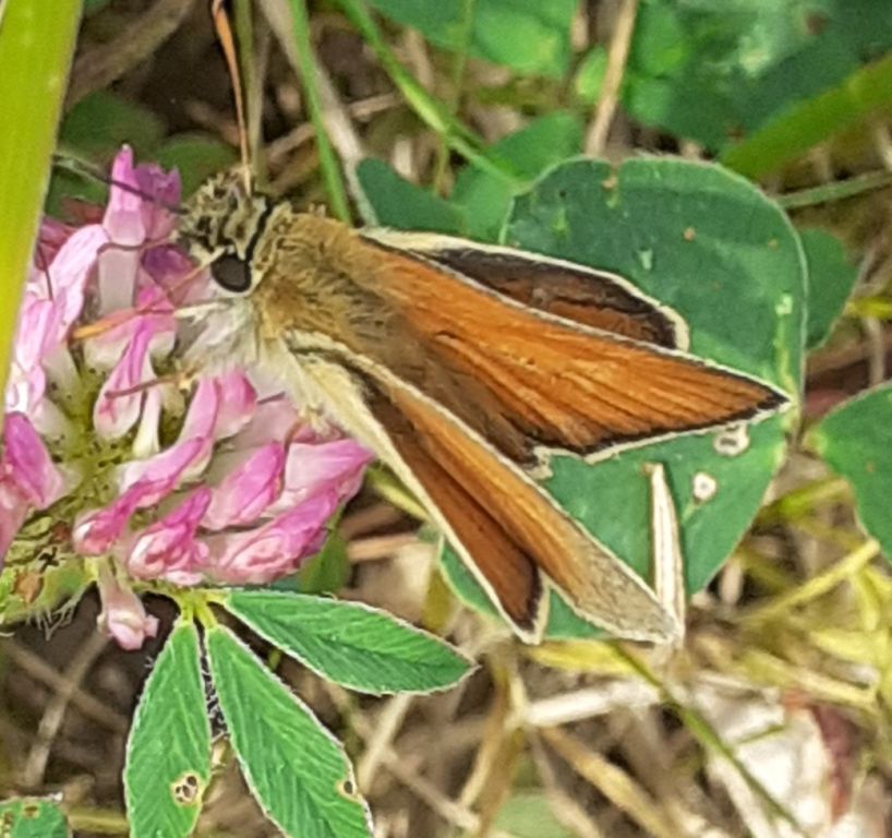 Thymelicus sylvestris (Poda von Neuhaus, 1761)