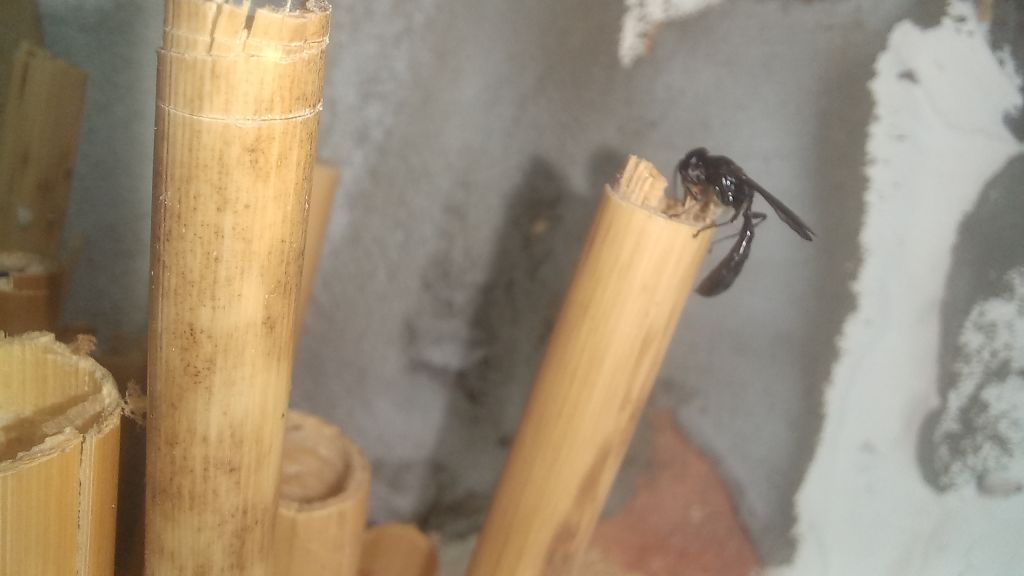 Aculeata