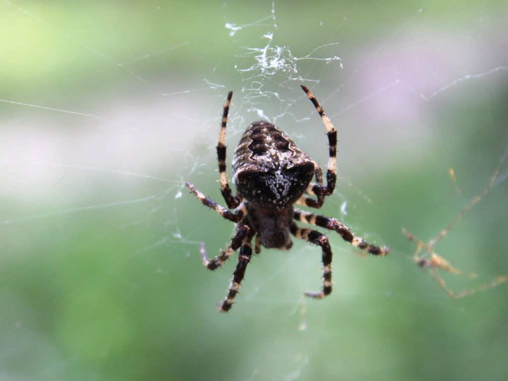 Araneus angulatus Clerck, 1757