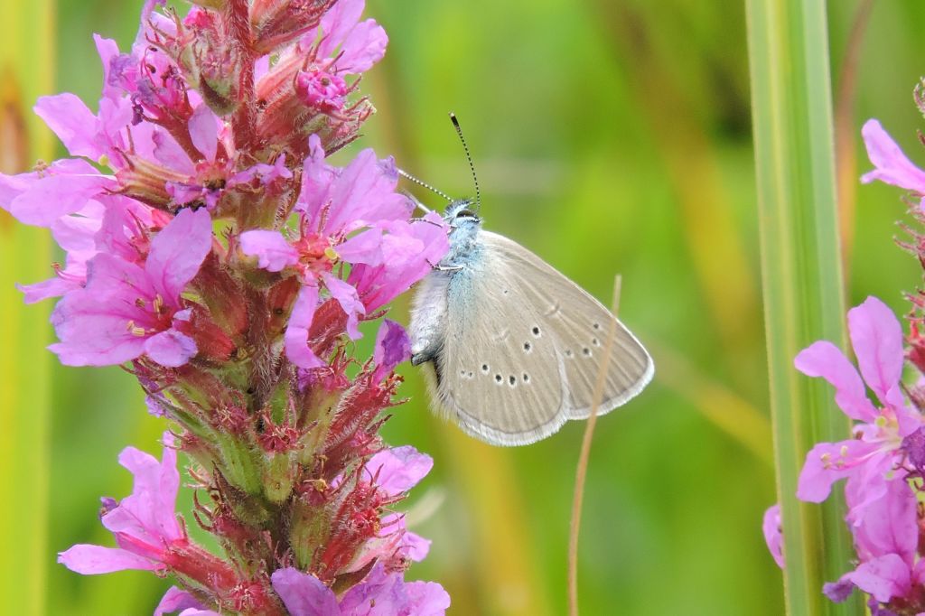 Cyaniris semiargus (Rottemburg, 1775)