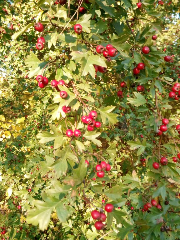 Crataegus monogyna Jacq.