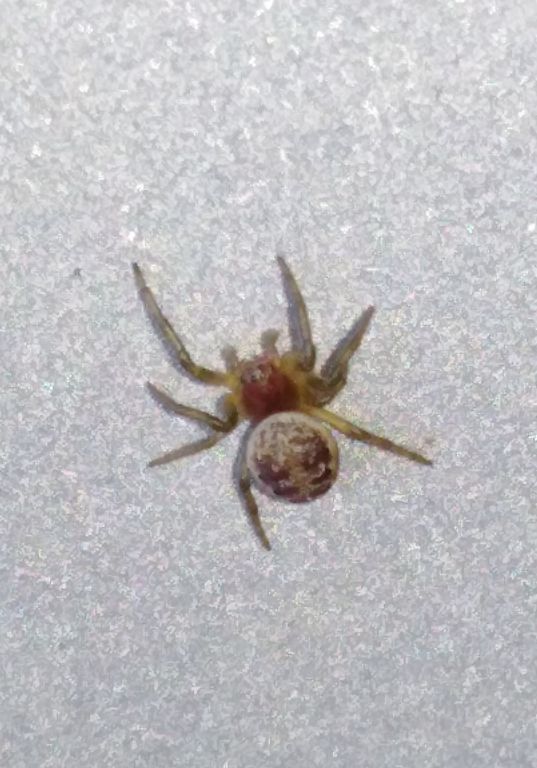 Araneidae