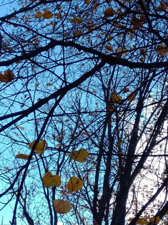 Tilia cordata Mill.