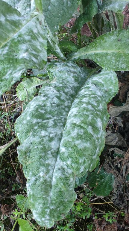 Erysiphaceae