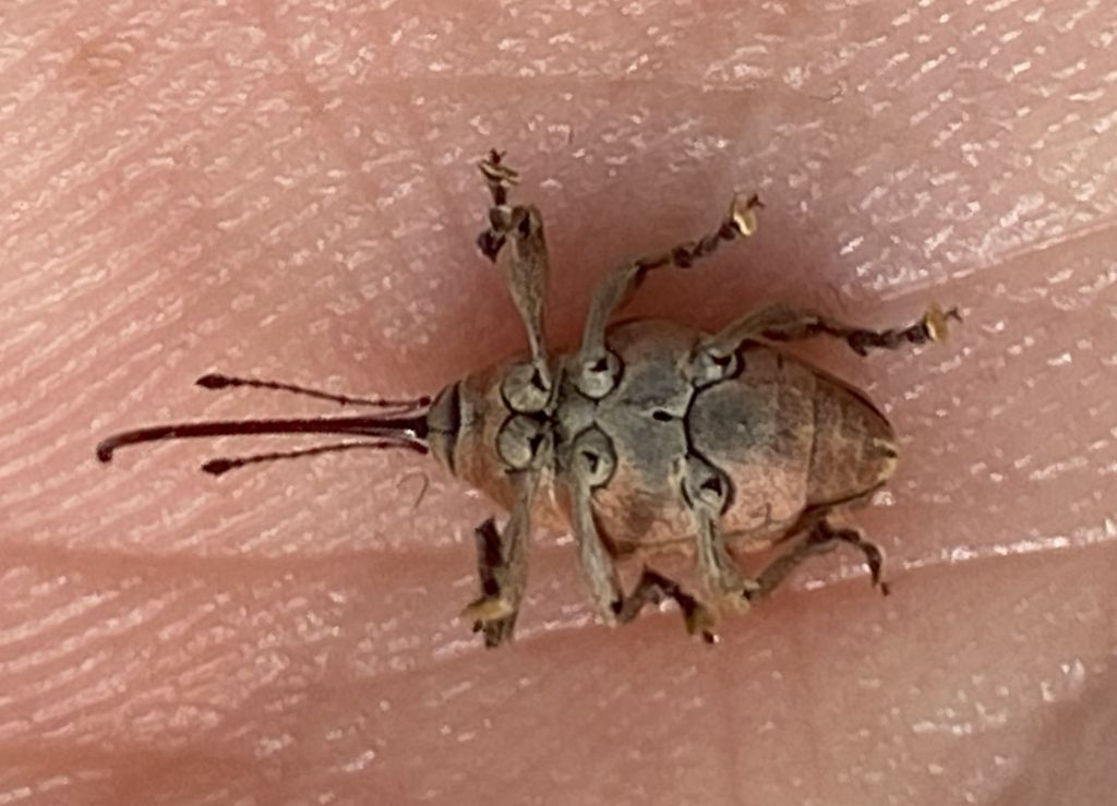 Curculio glandium Marsham, 1802