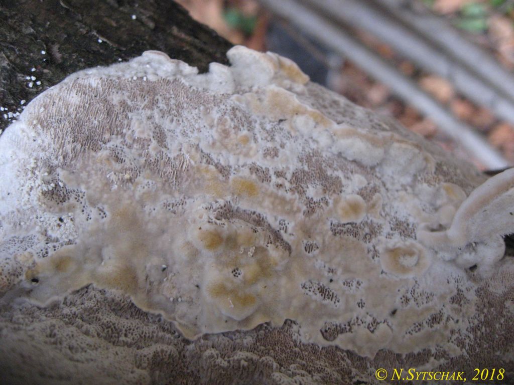 Trametes hirsuta (Wulfen) Lloyd
