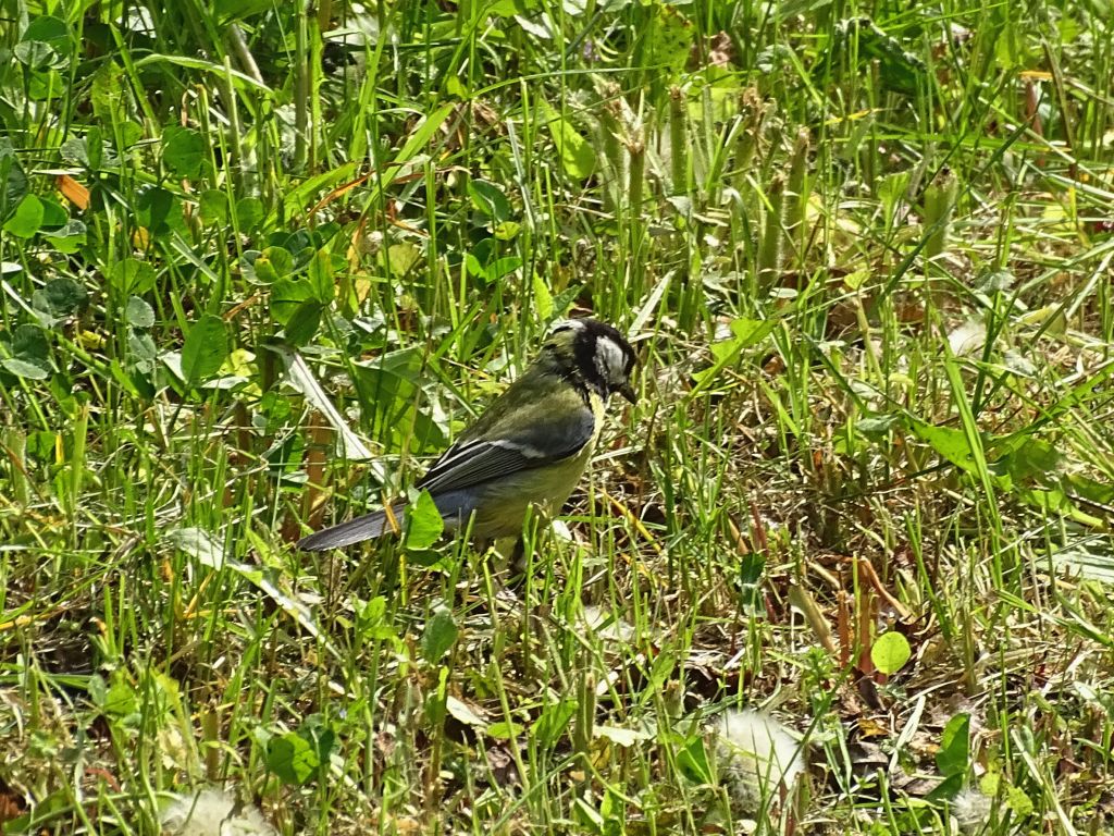 Parus major Linnaeus, 1758
