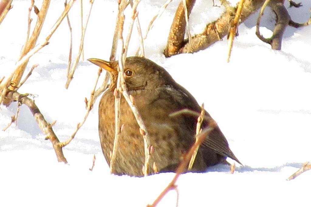 Turdus merula Linnaeus, 1758