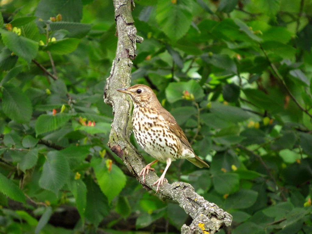 Turdus philomelos C.L.Brehm, 1831