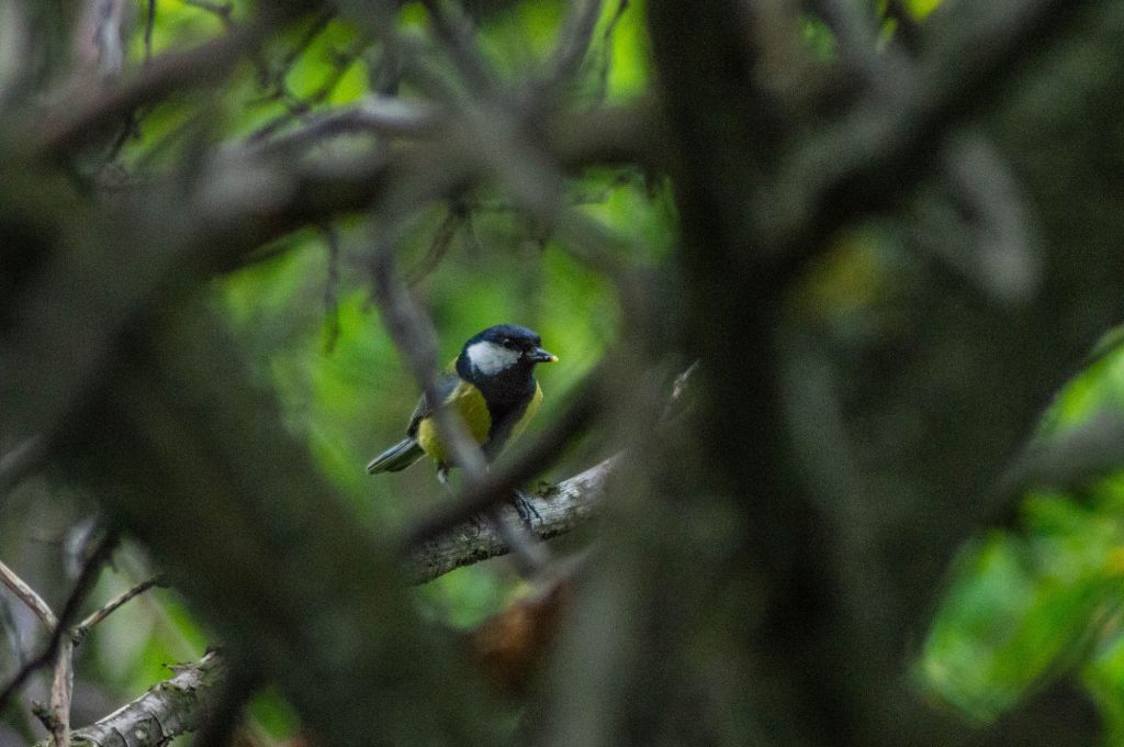 Parus major Linnaeus, 1758