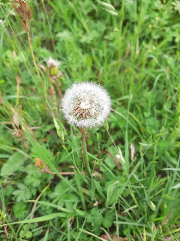 Taraxacum officinale Weber ex F.H.Wigg. s. l.