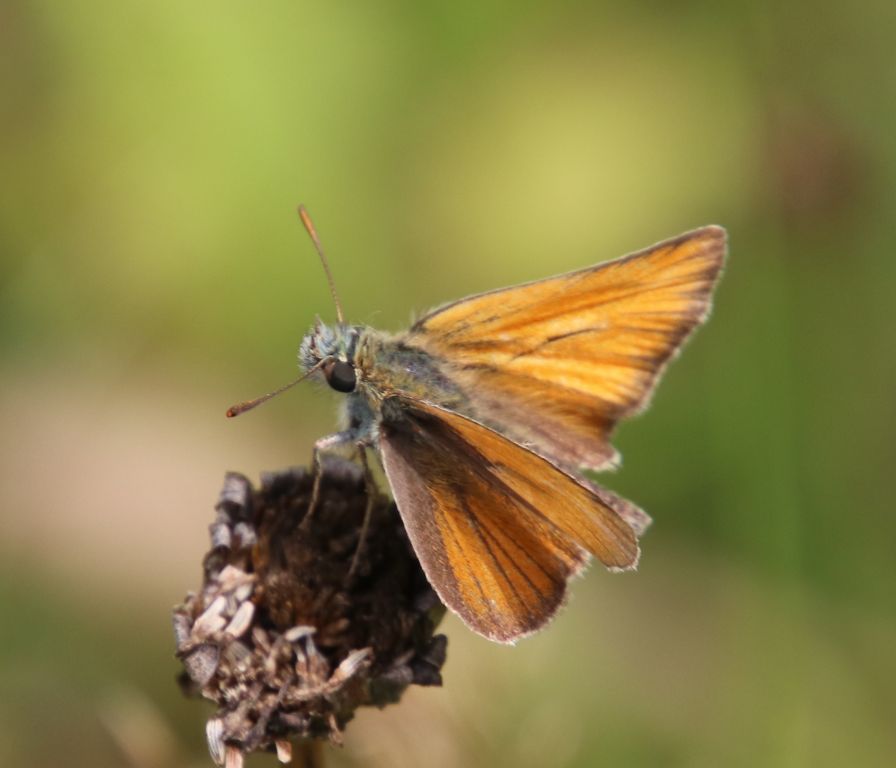 Thymelicus sylvestris (Poda von Neuhaus, 1761)