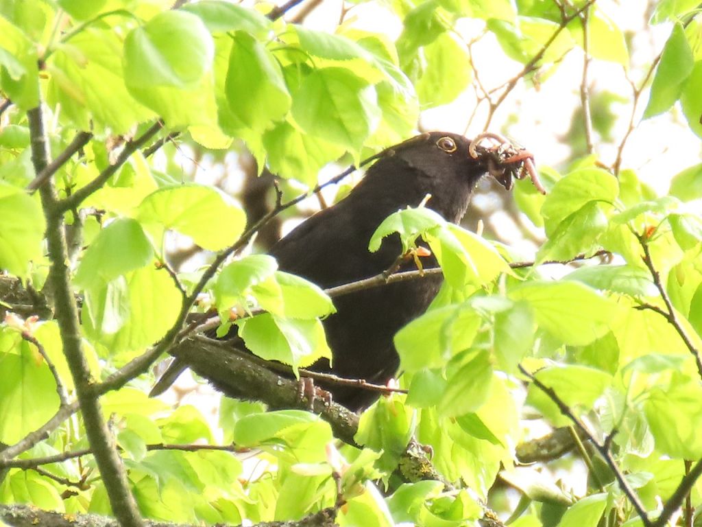 Turdus merula Linnaeus, 1758