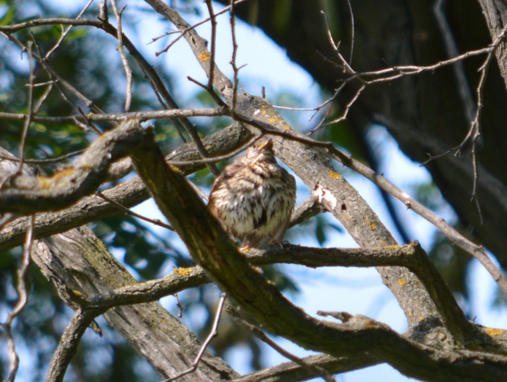 Turdus philomelos C.L.Brehm, 1831