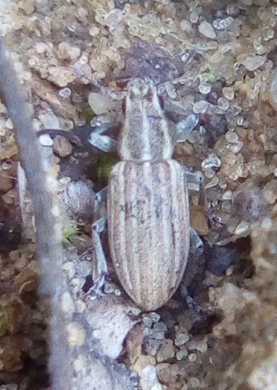 Sitona lineatus (Linnaeus, 1758)