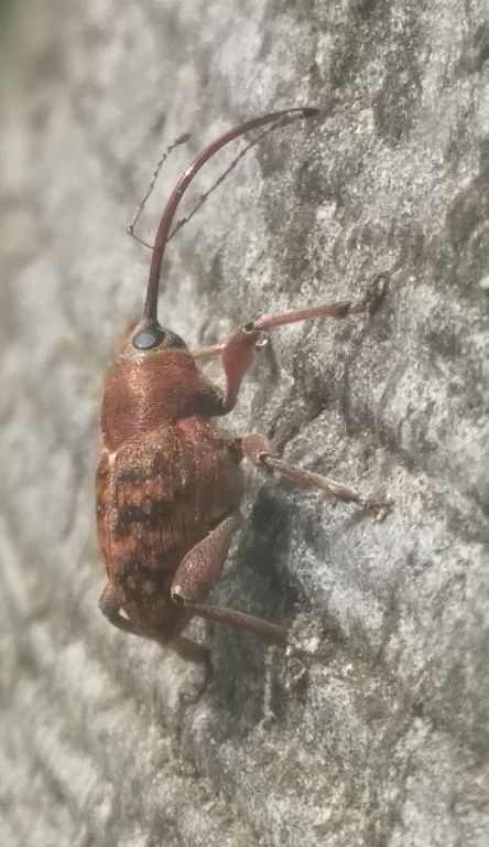 Curculio glandium Marsham, 1802