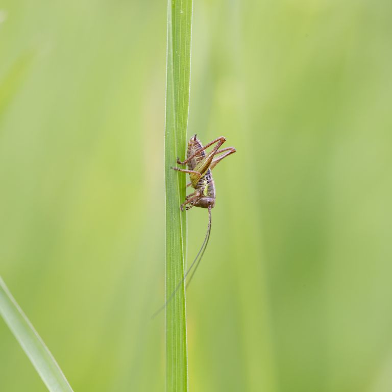 Tettigoniidae