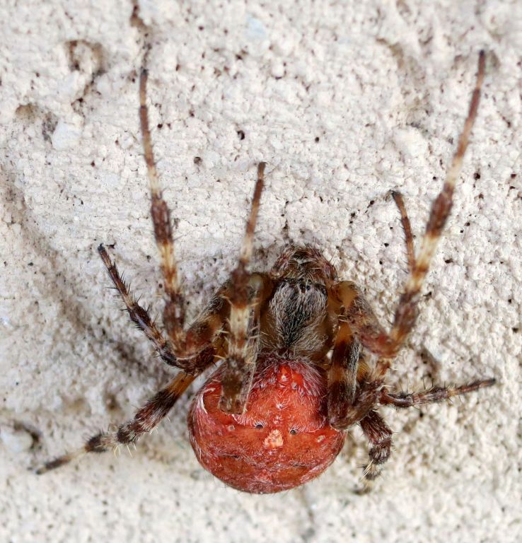 Araneus angulatus Clerck, 1757