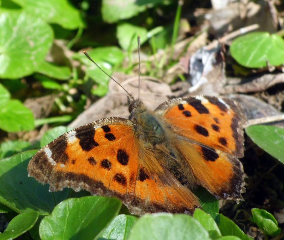 Nymphalis xanthomelas (Esper, 1781)