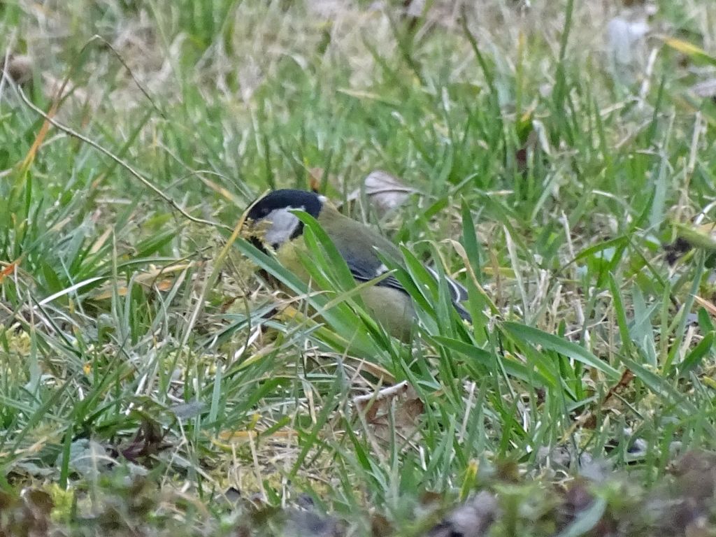 Parus major Linnaeus, 1758
