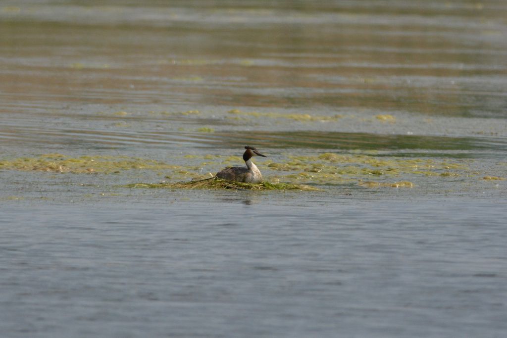 Podiceps cristatus (Linnaeus, 1758)