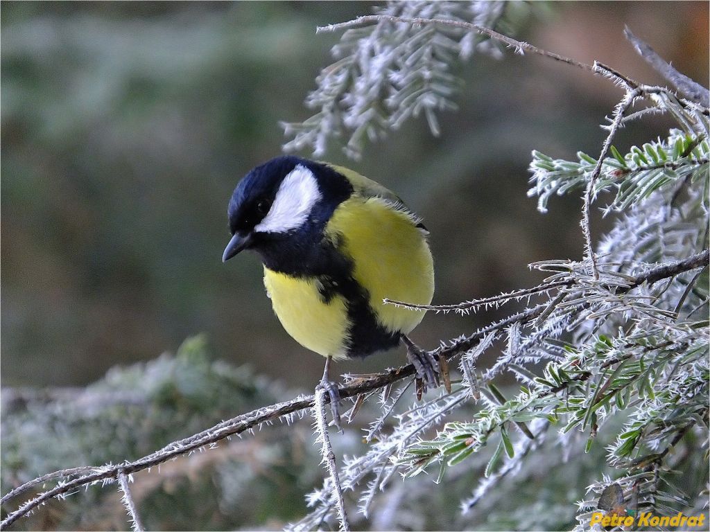 Parus major Linnaeus, 1758