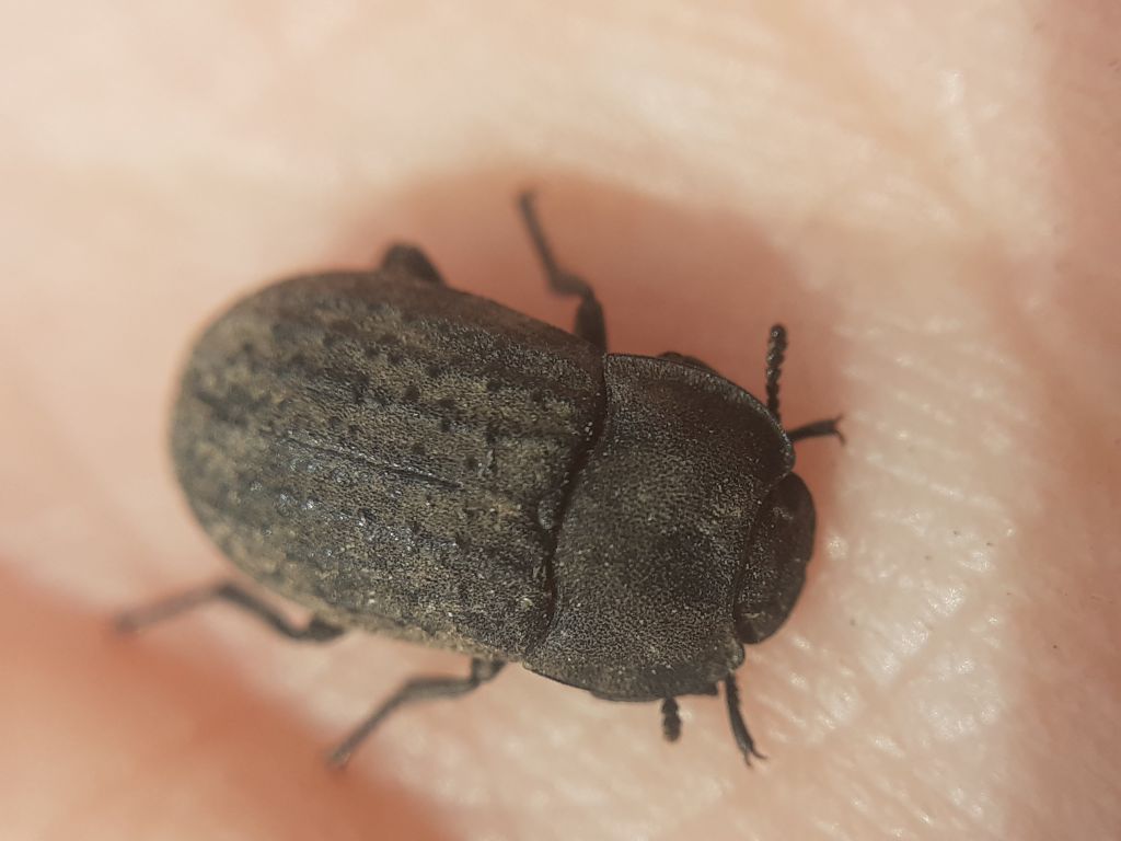 Opatrum sabulosum (Linnaeus, 1760)