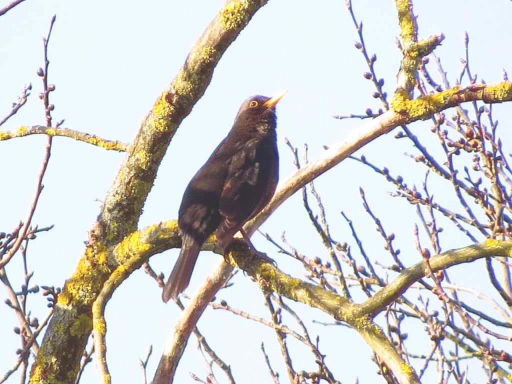 Turdus merula Linnaeus, 1758