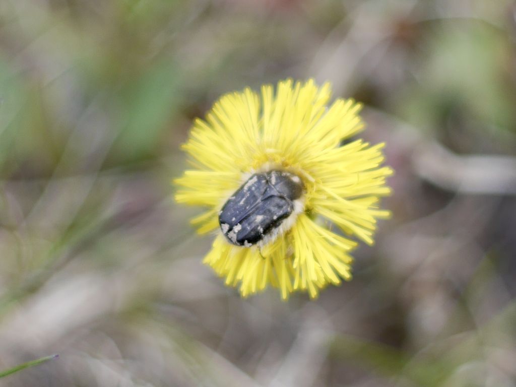 Tropinota (Epicometis) hirta (Poda, 1761)