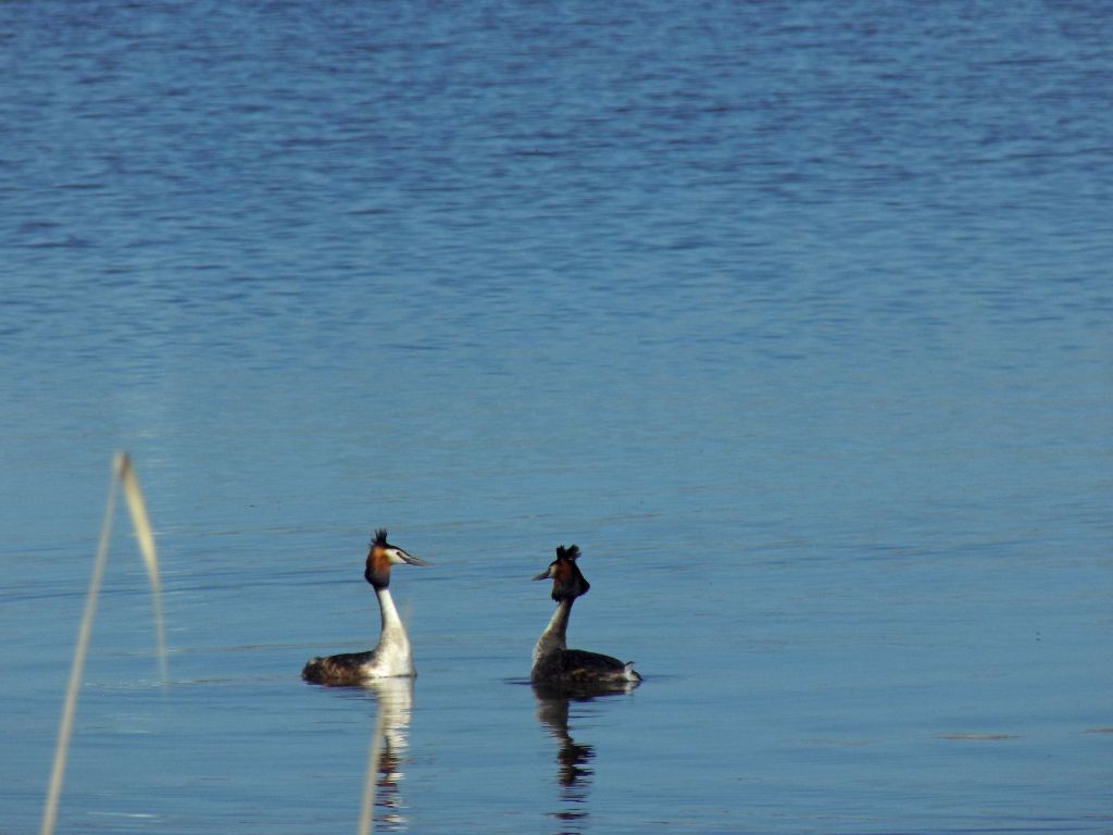 Podiceps cristatus (Linnaeus, 1758)