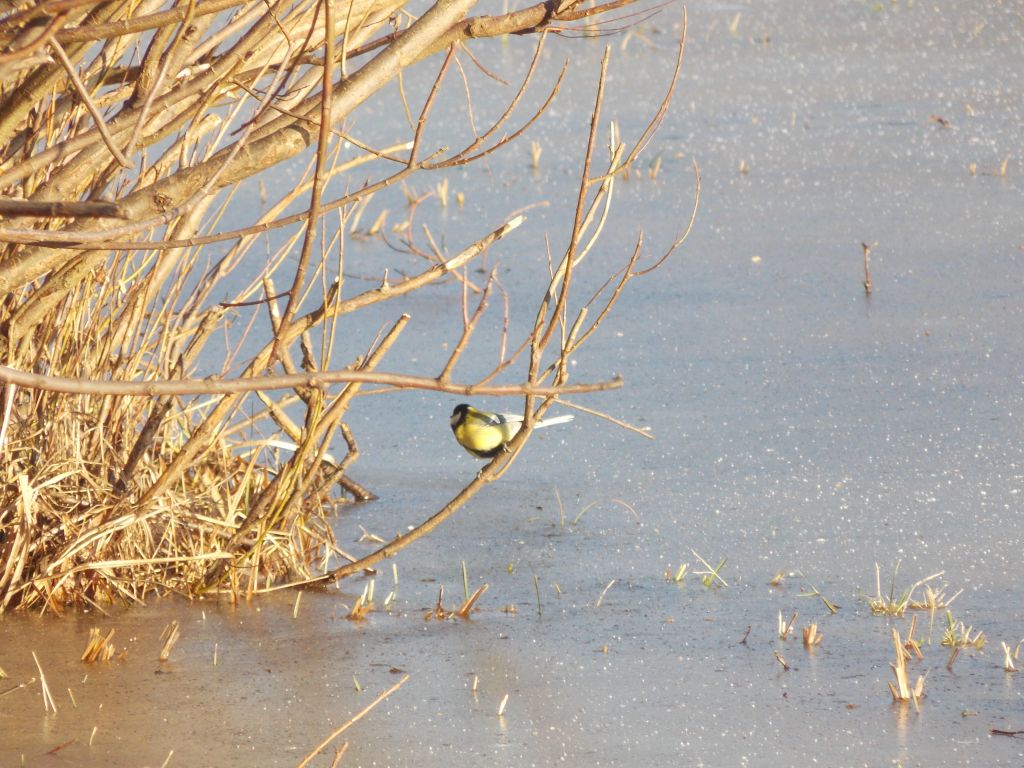 Parus major Linnaeus, 1758