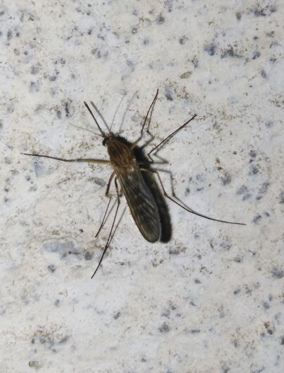 Culicidae Meigen, 1818