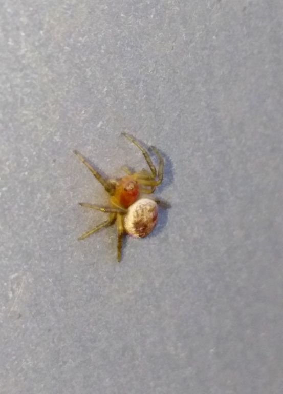 Araneidae