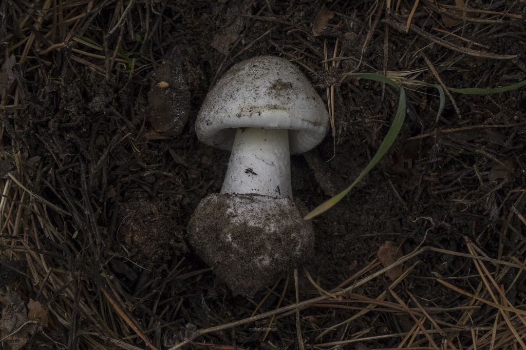 Amanita phalloides (Vaill. ex Fr.) Link