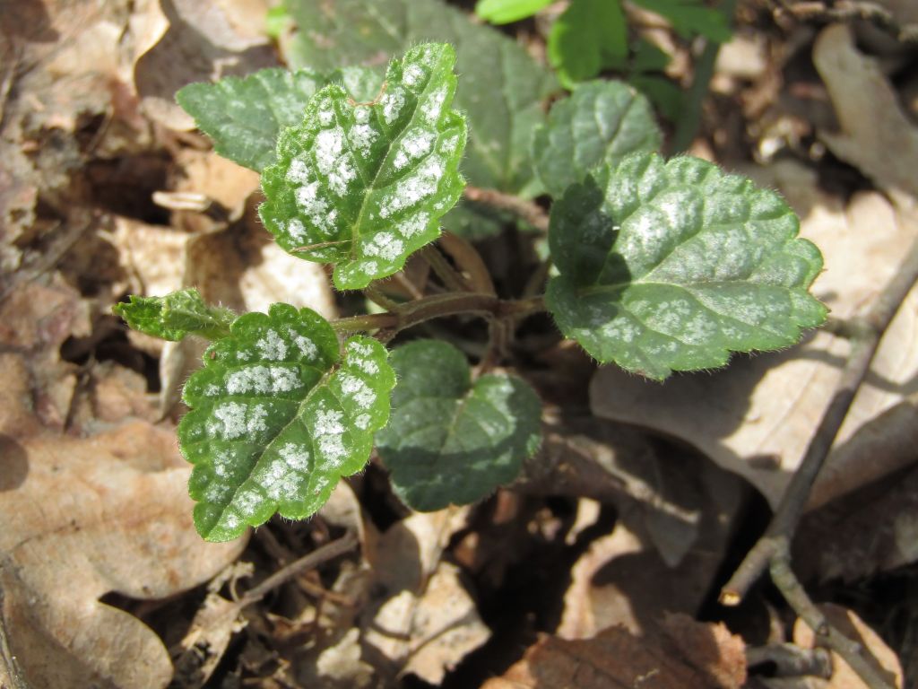 Lamium galeobdolon (L.) L.
