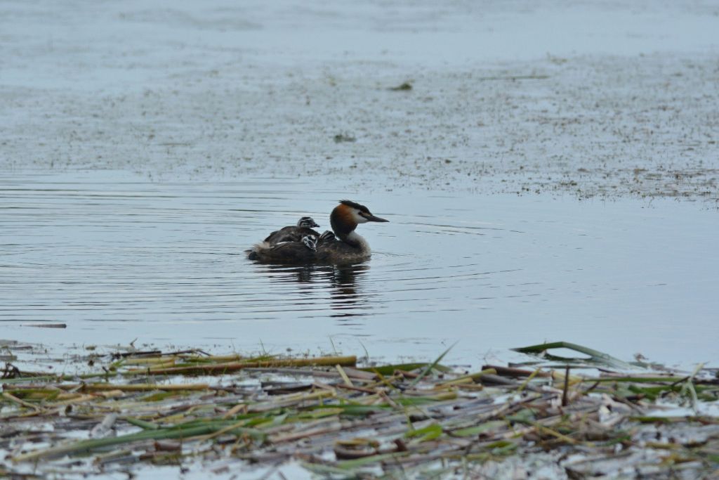 Podiceps cristatus (Linnaeus, 1758)