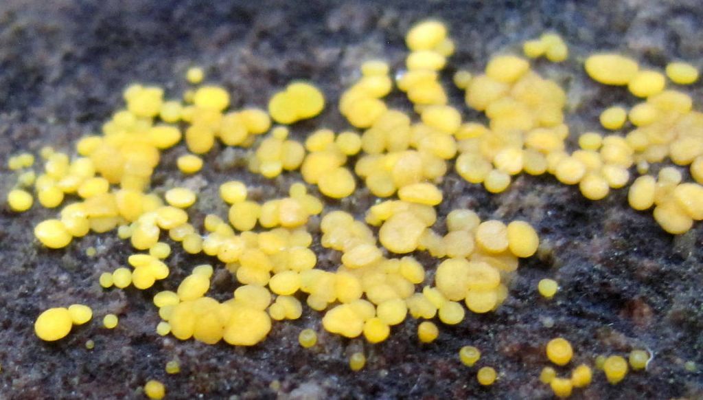 Bisporella