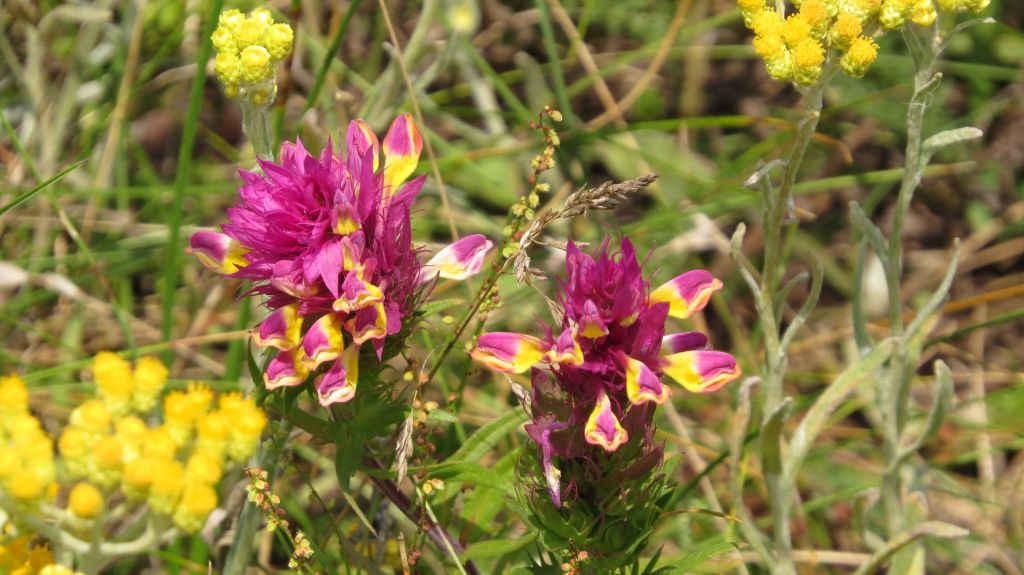 Melampyrum arvense L.
