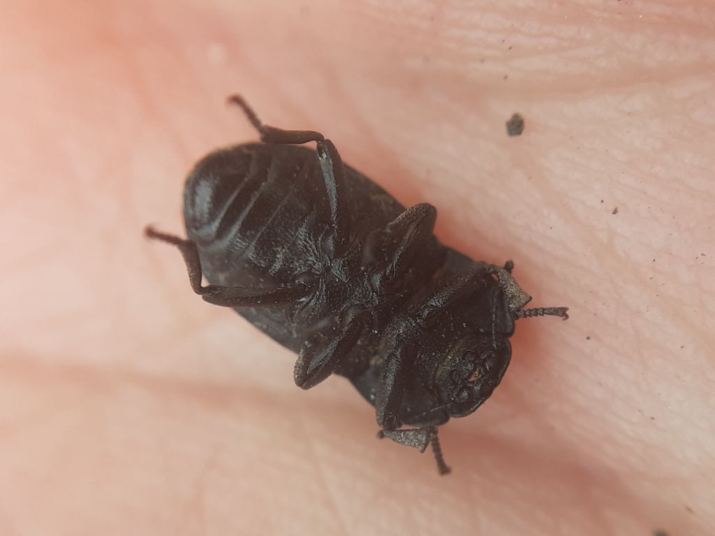 Opatrum sabulosum (Linnaeus, 1760)