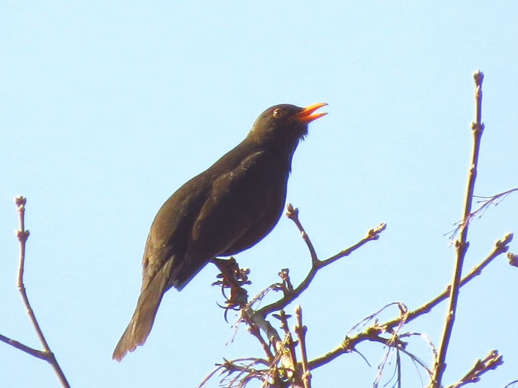 Turdus merula Linnaeus, 1758