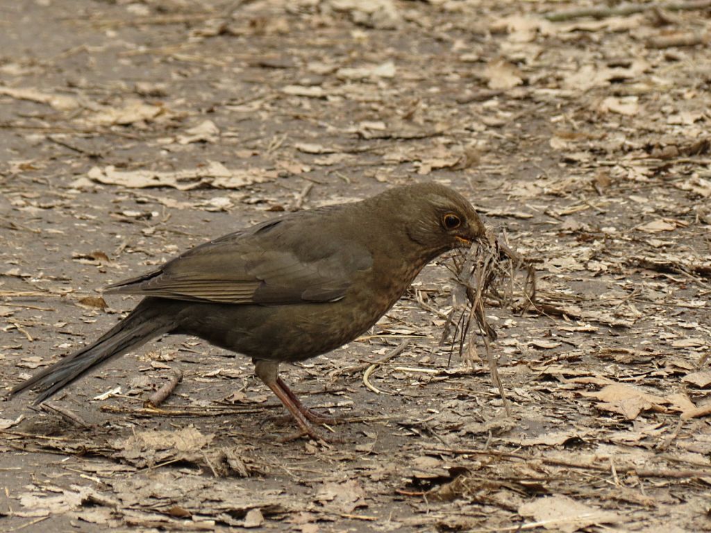 Turdus merula Linnaeus, 1758