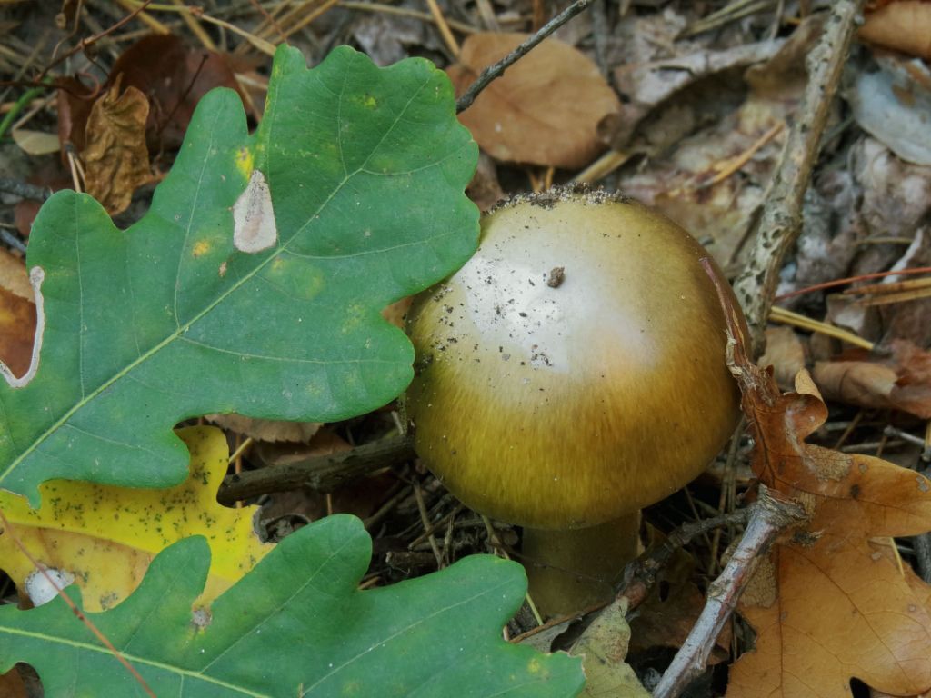 Amanita phalloides (Vaill. ex Fr.) Link